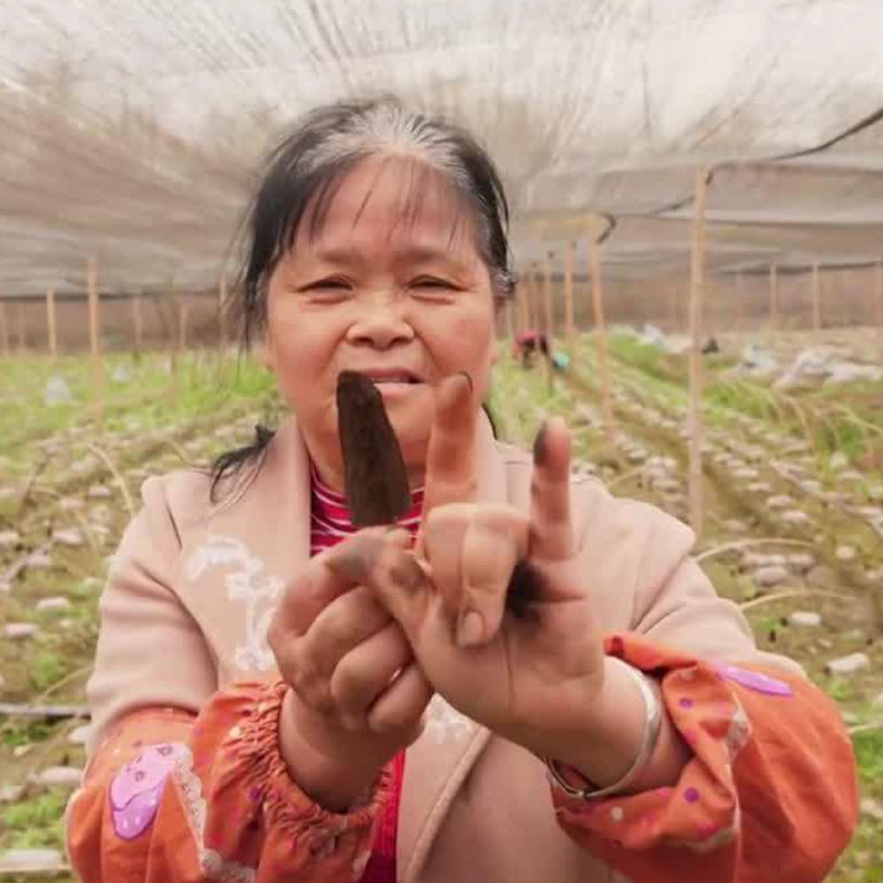برنامج وثائقي عن أحد أهم القطاعات الاقتصادية في الصين وهي الزراعة